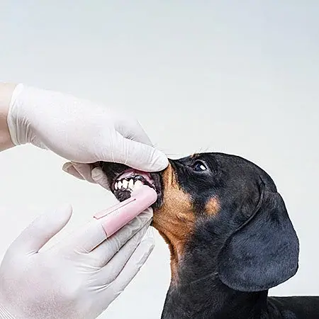 Dog dental best sale clinic near me