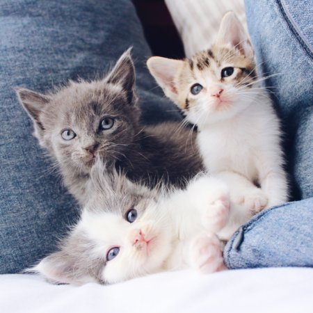 Puppy & Kitten Care Plans