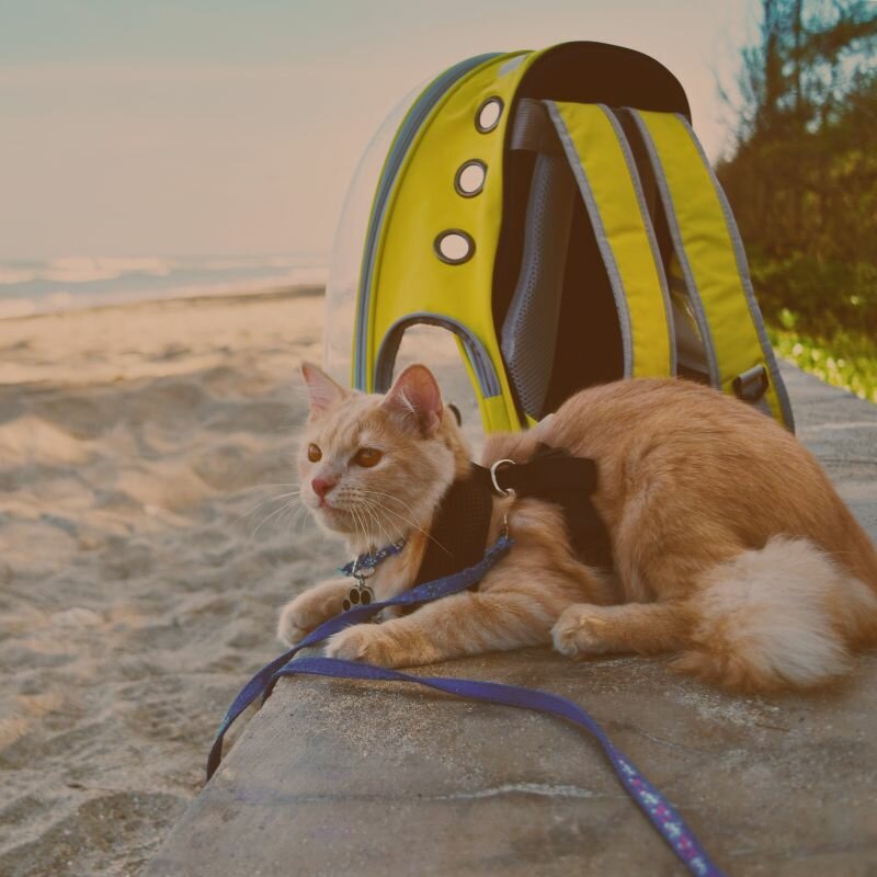 Travel & Health Certificates