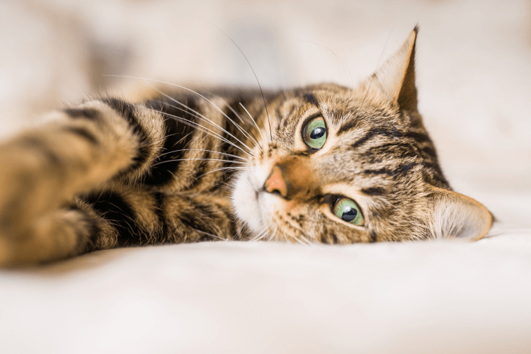 Kitten parasite prevention
