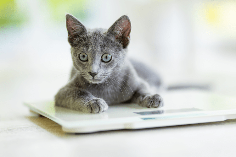 Kitten getting vaccinated